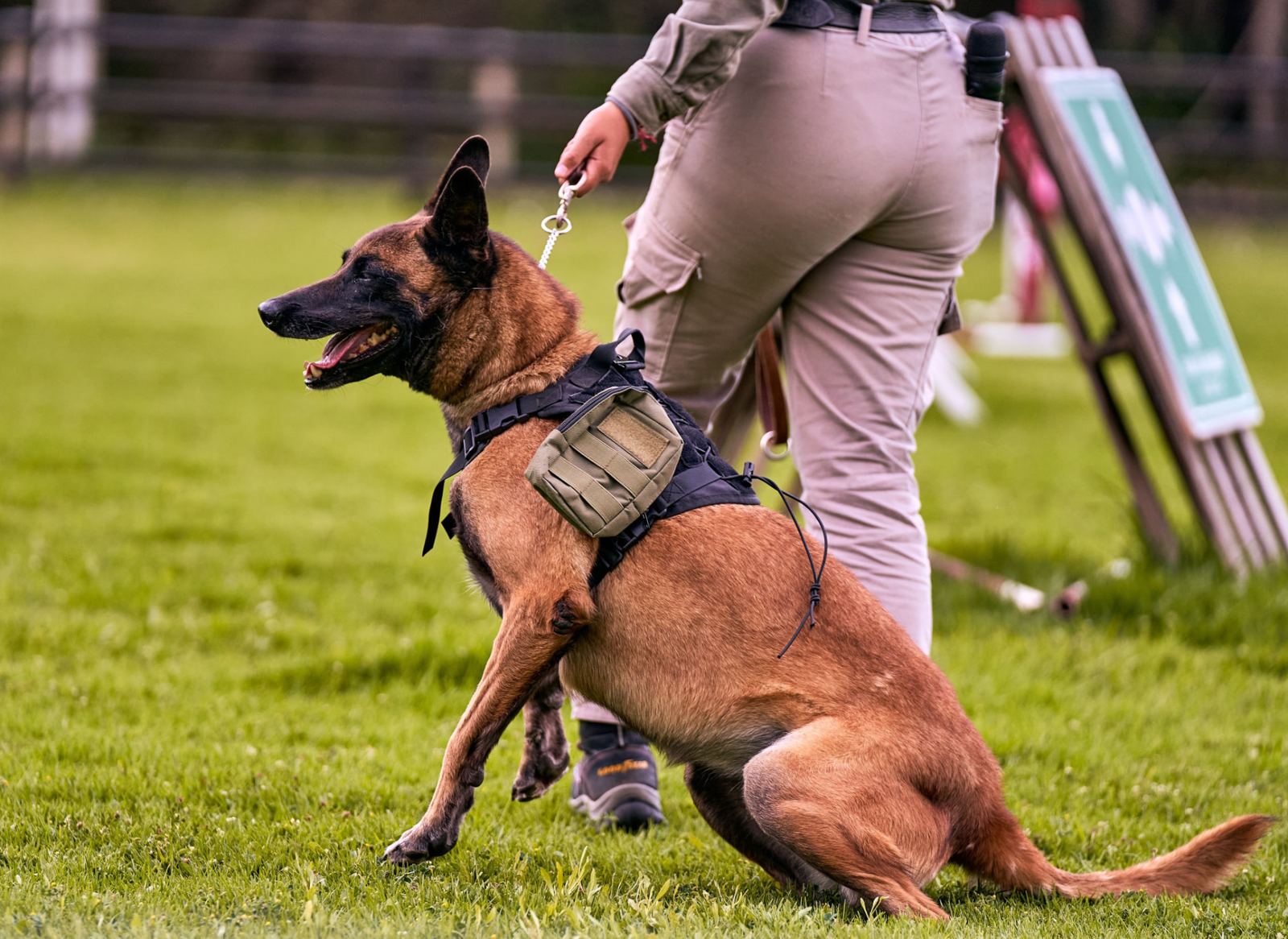 Belgian Malinois in a tactical harness working with a trainer in an open field