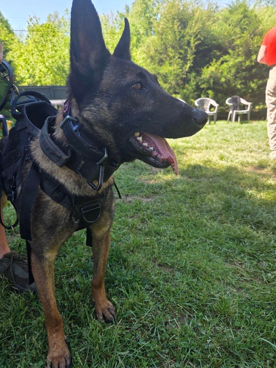 Canine Crony training session photo 1