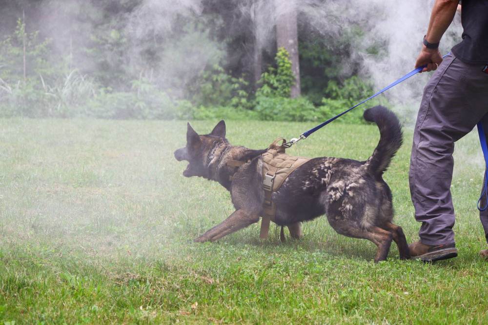 Canine Crony training session photo 9