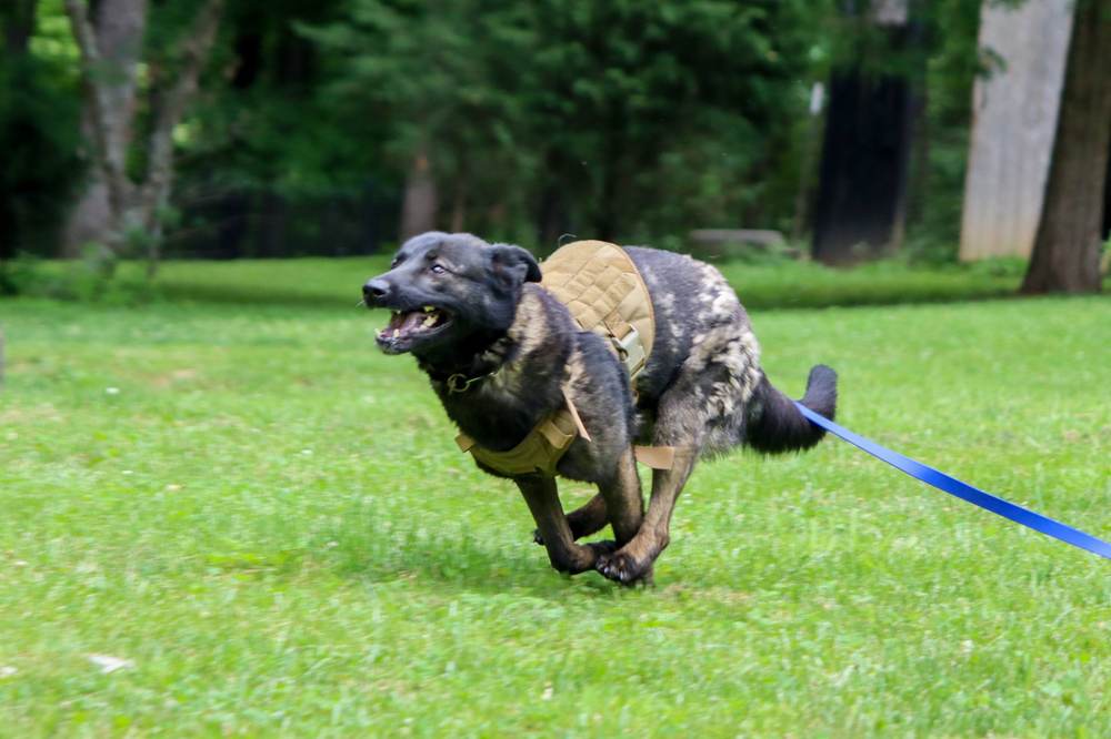 Canine Crony training session photo 10