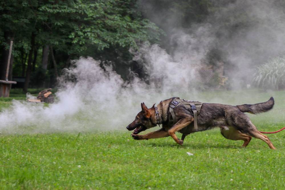 Canine Crony training session photo 3