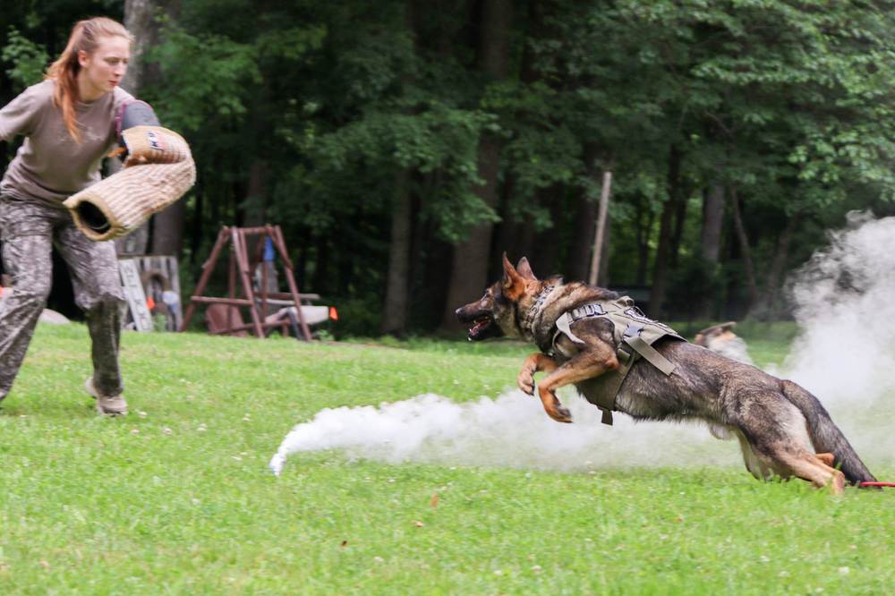 Canine Crony training session photo 2