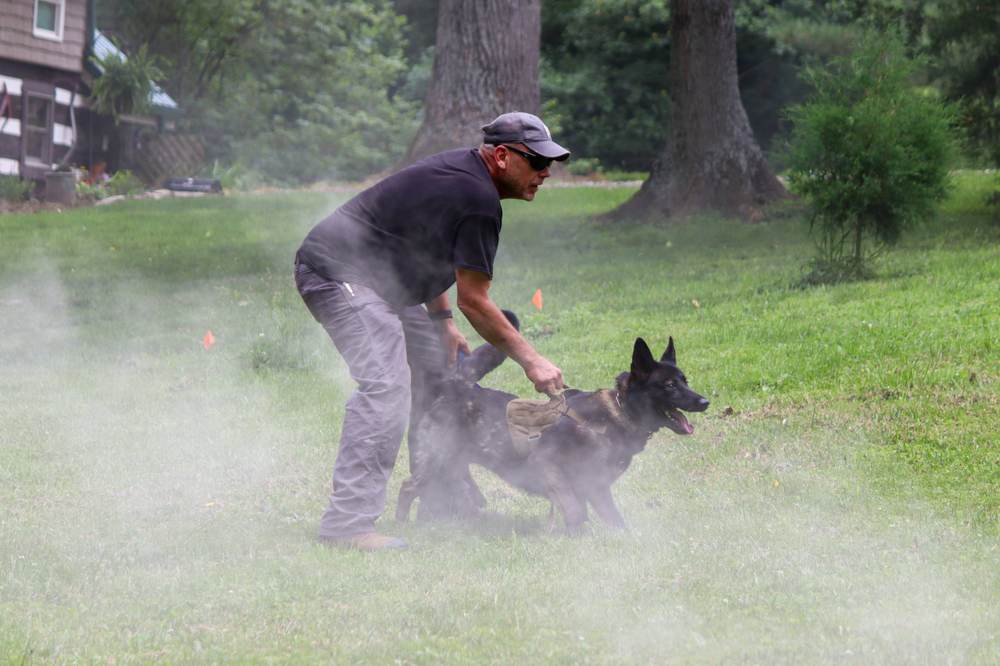 Canine Crony training session photo 6