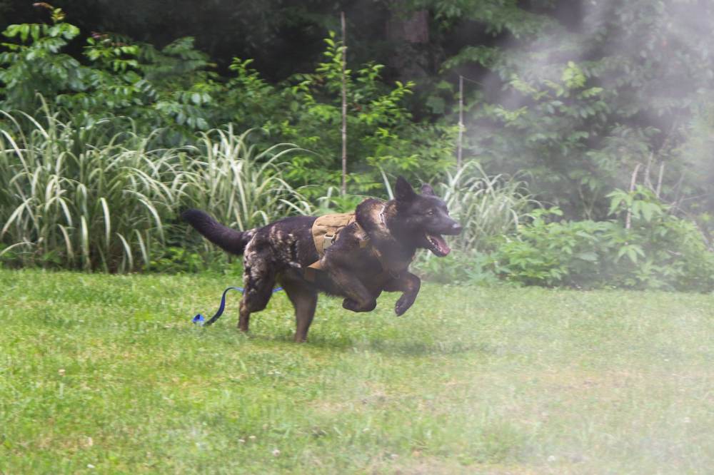 Canine Crony training session photo 14