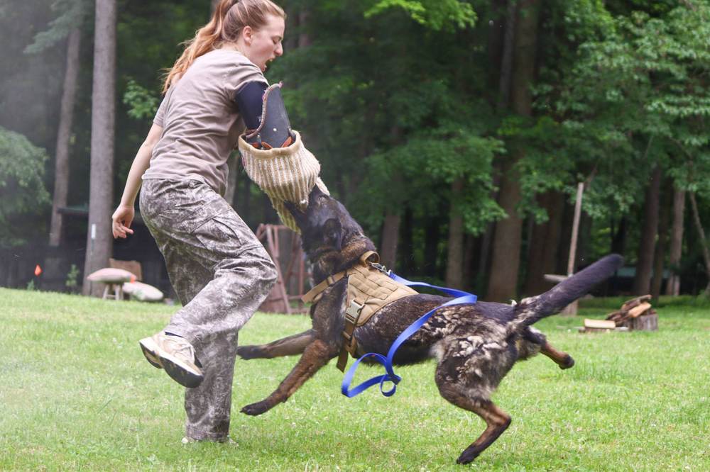 Canine Crony training session photo 13