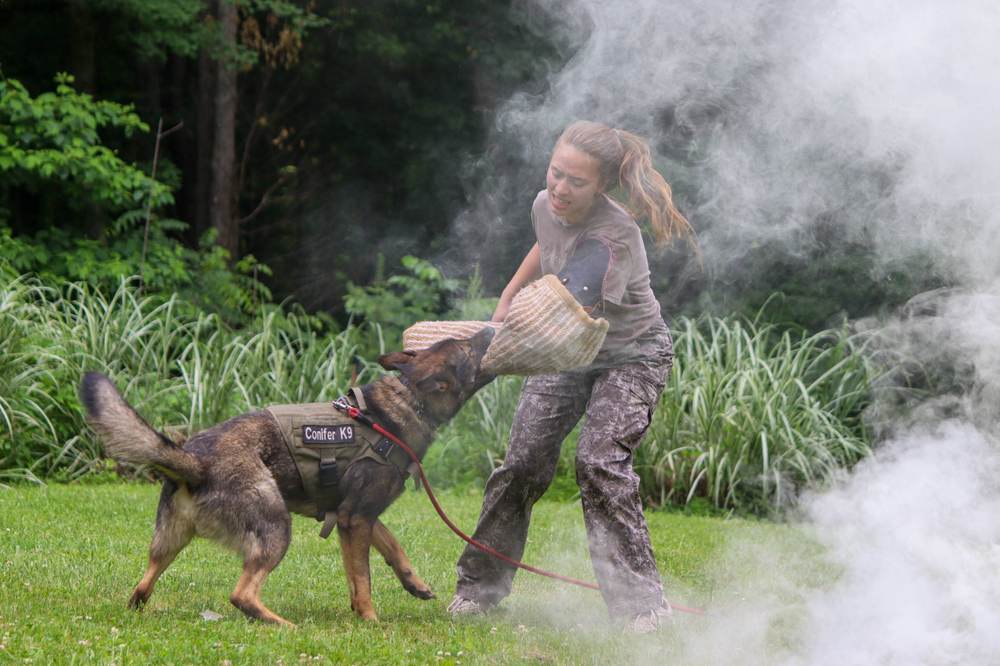 Canine Crony training session photo 4